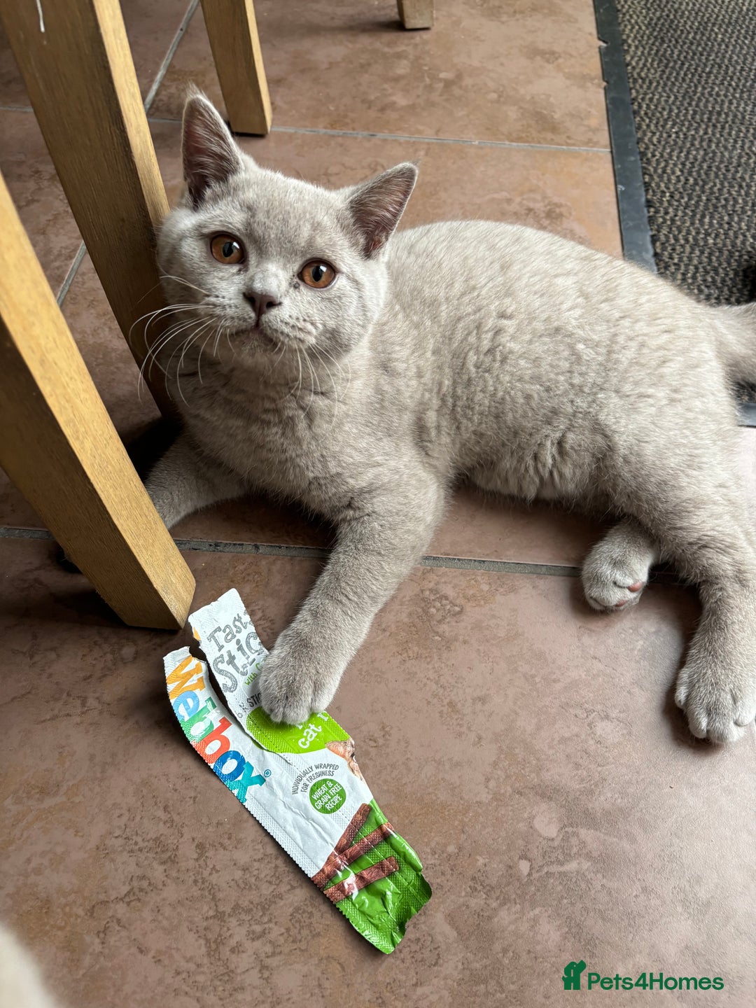 British Shorthair cats for sale: Gccf registered boy available  - Advert 1