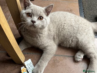 British Shorthair cats - Advert 23