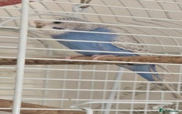 Budgerigars birds for sale: Budgies  - Image 2