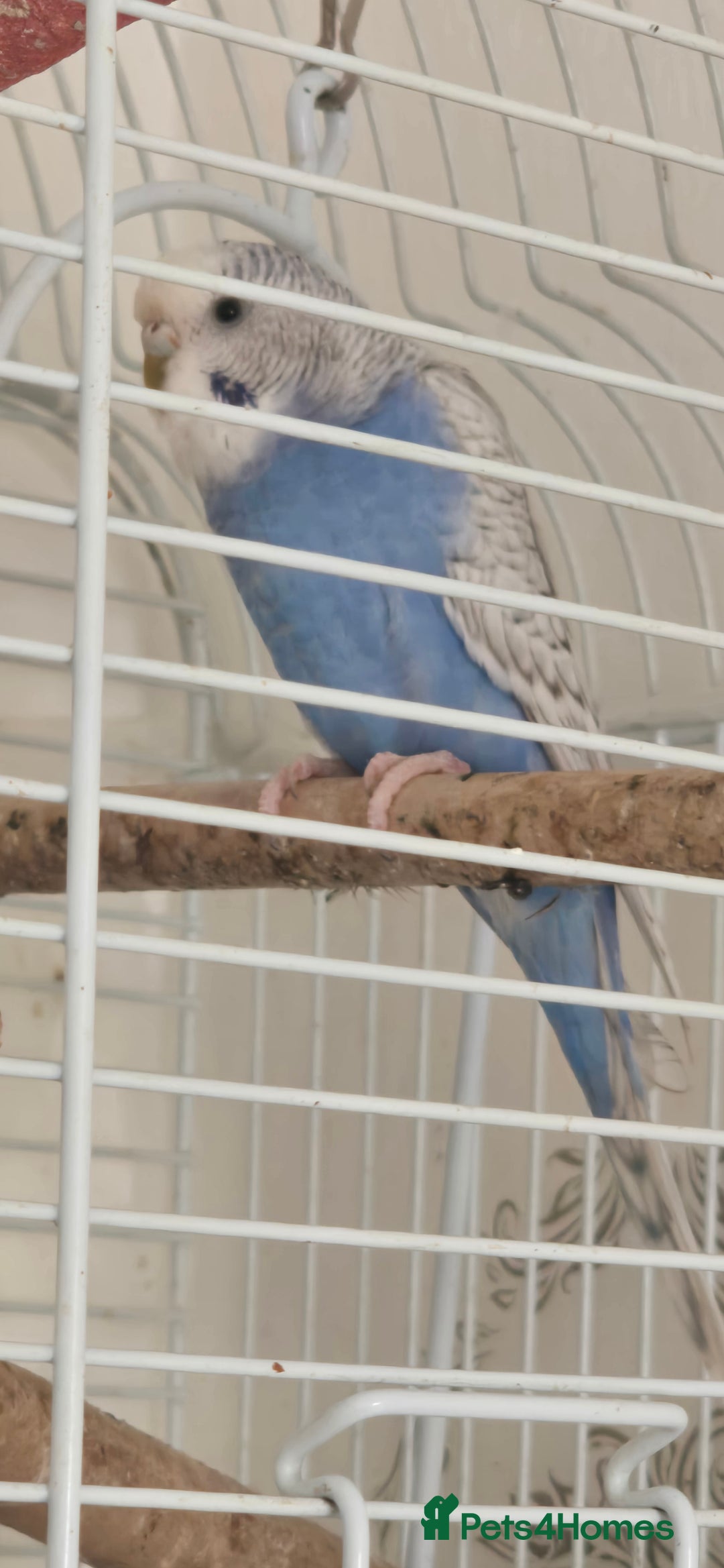 Budgerigars birds for sale: Budgies  - Image 2