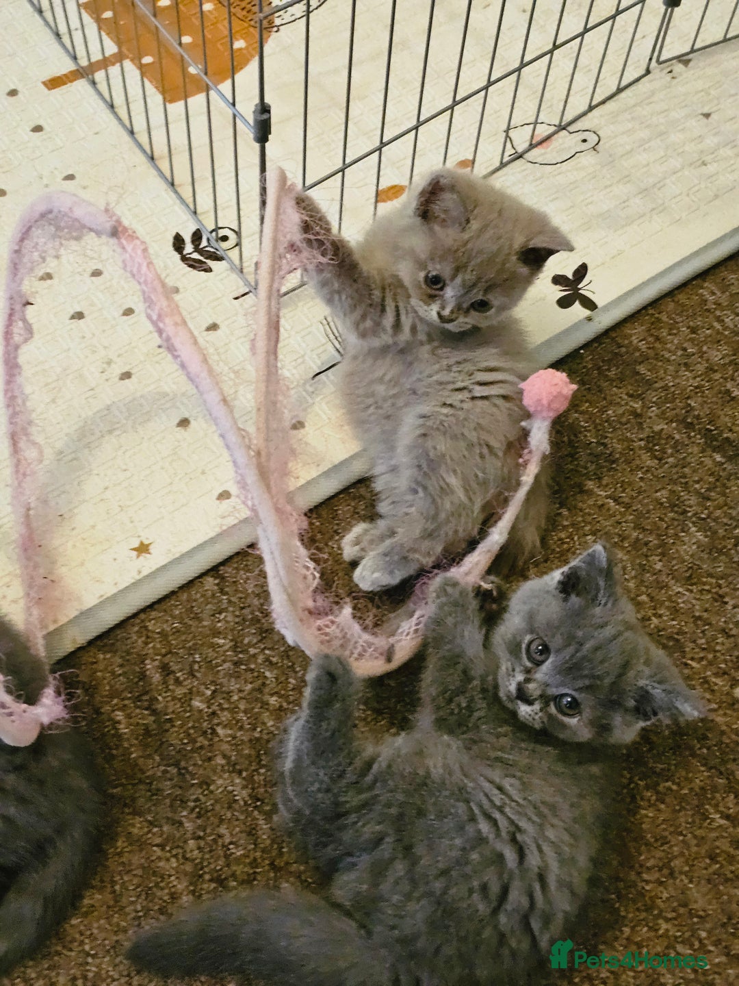 British Shorthair cats for sale: British shorthair and longhair  - Image 2