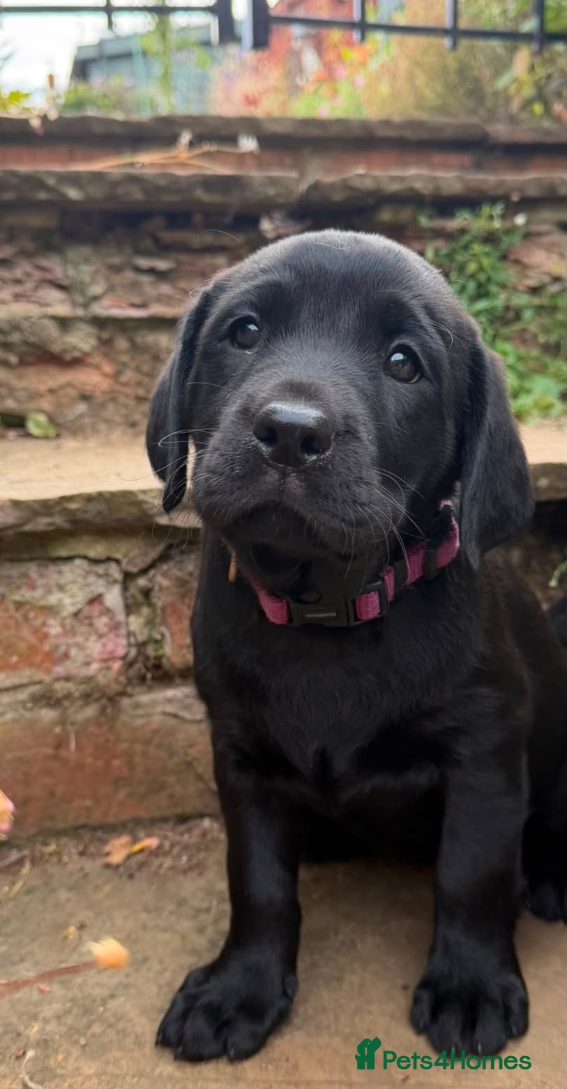 Labrador Retriever dogs Bold and Confident Black Labrador Pups - Advert 1