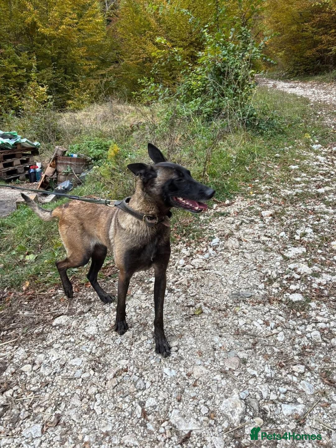 Mixed Breed dogs Hera ❤️ - Advert 1