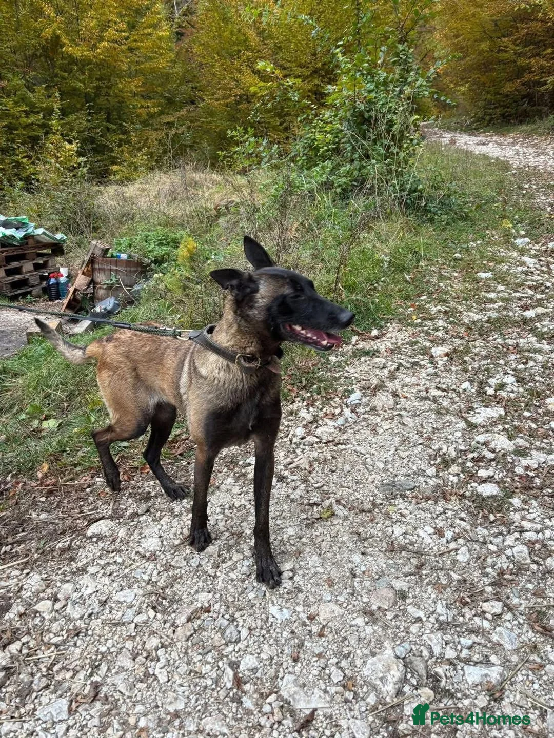 Mixed Breed dogs for adoption: Hera ❤️ - Advert 1