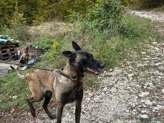 Mixed Breed dogs Hera ❤️ - Advert 1