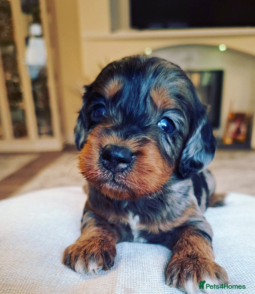 Cockapoo dogs for sale: Cockapoo puppies f1 Rare exceptional litter!!!!♥️ - Image 1