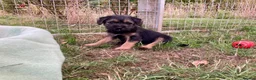 Border Terrier dogs for sale: KC Border Terrier pups - Advert 6