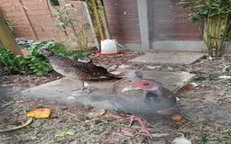 Pheasants poultry for sale: One Male Silver Pheasant and Lady Amherst  - Image 6
