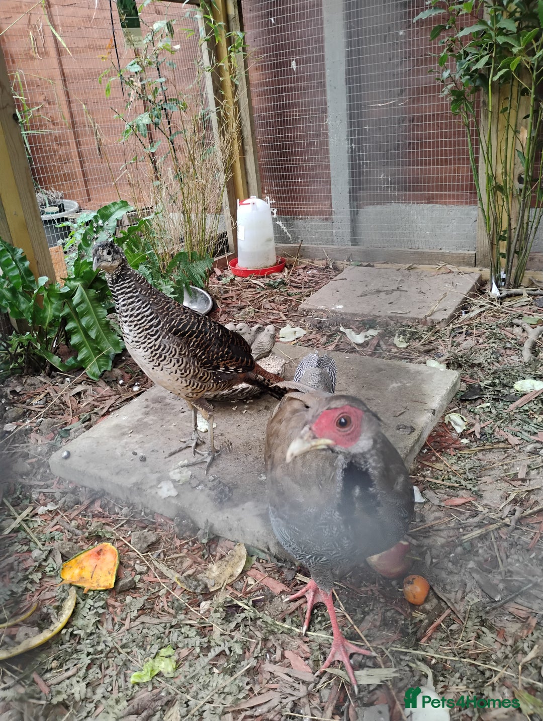 Pheasants poultry for sale: One Male Silver Pheasant and Lady Amherst  - Image 6