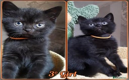 Mixed Breed cats for sale: British kittens 🐾 - Image 4
