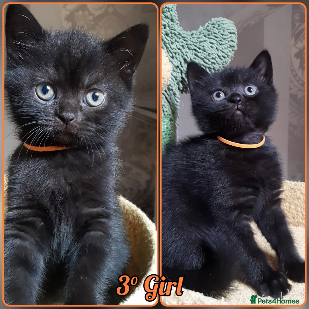 Mixed Breed cats for sale: British kittens 🐾 - Image 4