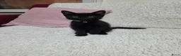 Mixed Breed cats for sale: Kittens - Advert 3