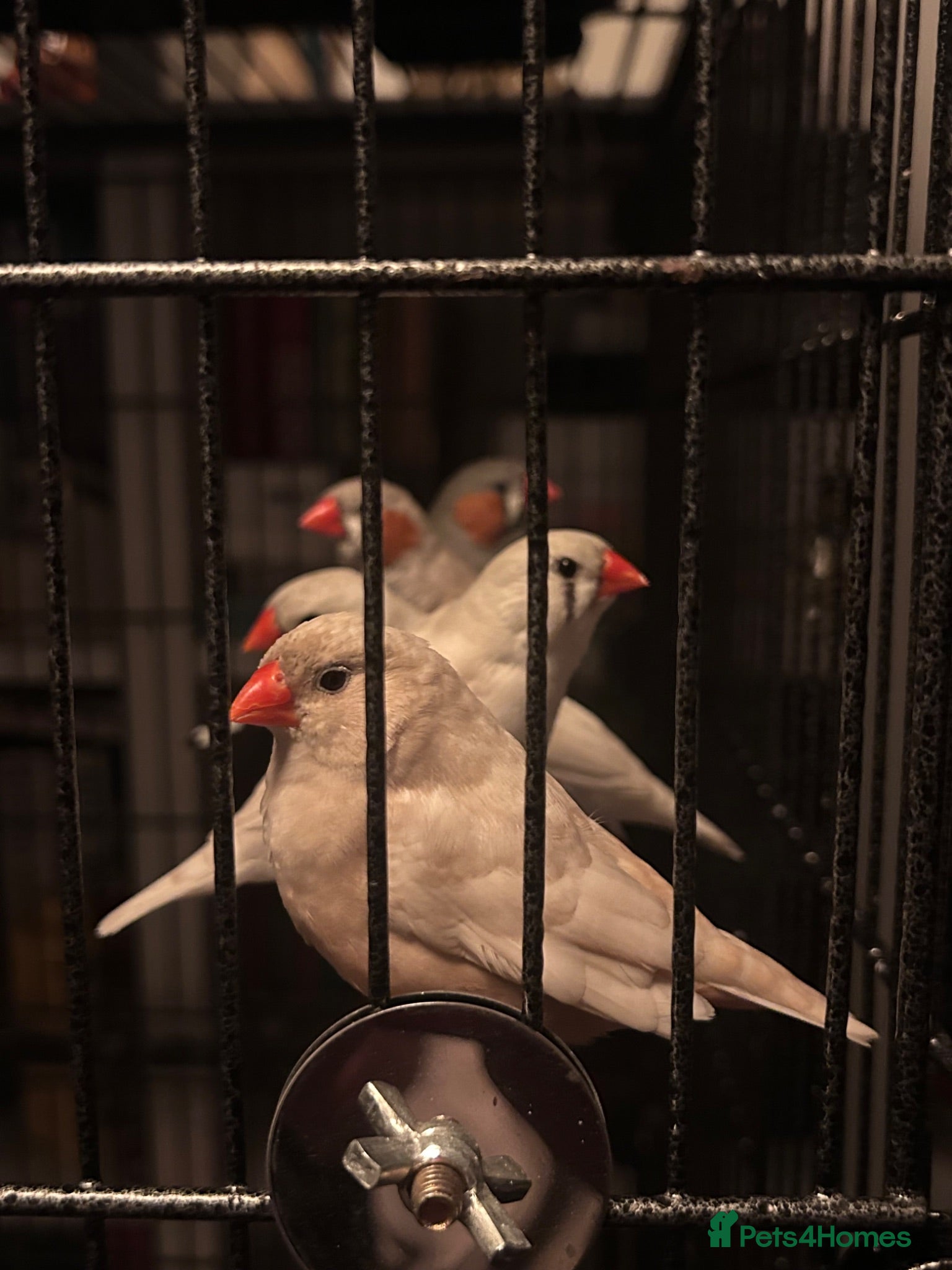 Finches birds Zebra Finches - Advert 1