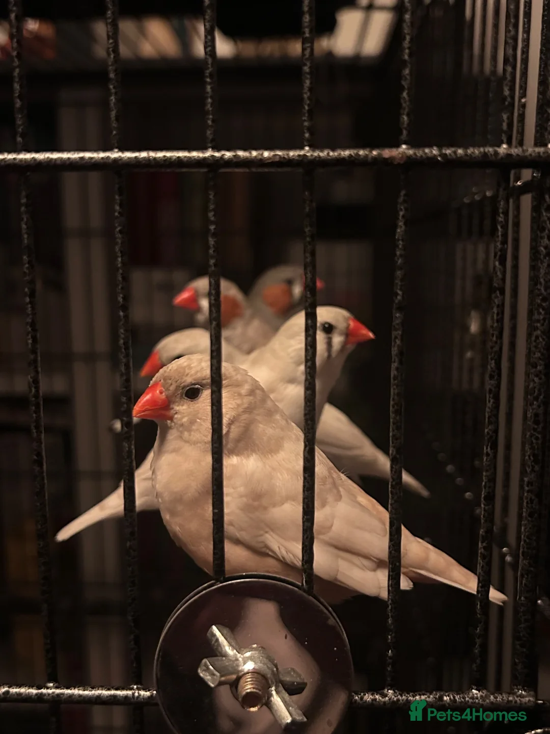 Finches birds for sale: Zebra Finches in North Shields - Advert 1