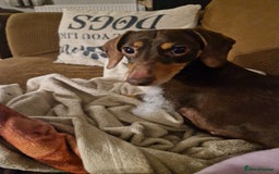 Dachshund dogs for adoption: 💖🐶 ROBIN AND MOCHI 🐶💖 - Advert 8