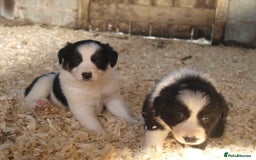 Border Collie dogs for sale: Border Collie puppies  - Image 14