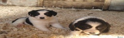Border Collie dogs for sale: Border Collie puppies  - Advert 13
