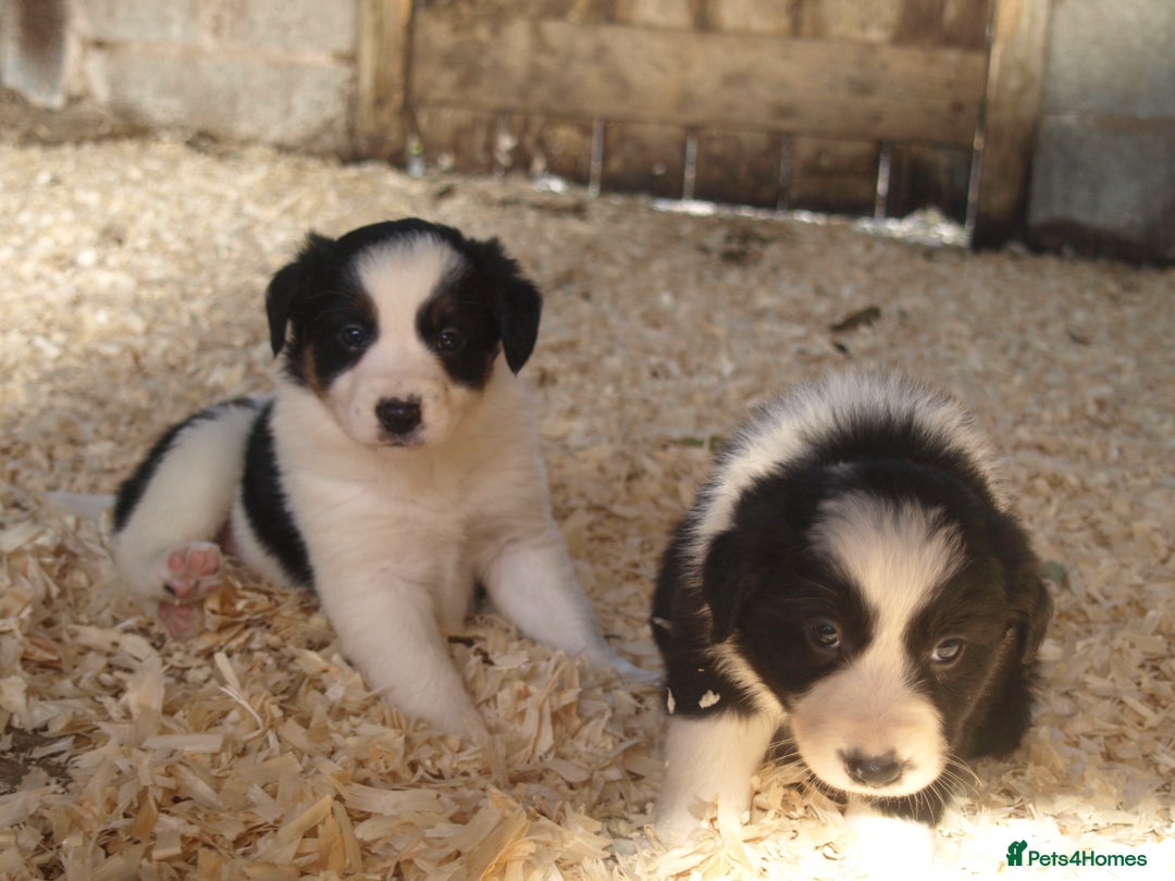 Border Collie dogs for sale: Border Collie puppies  - Image 14