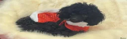 Toy Poodle dogs for sale: Toy poodle puppies  in Bradford - Advert 10