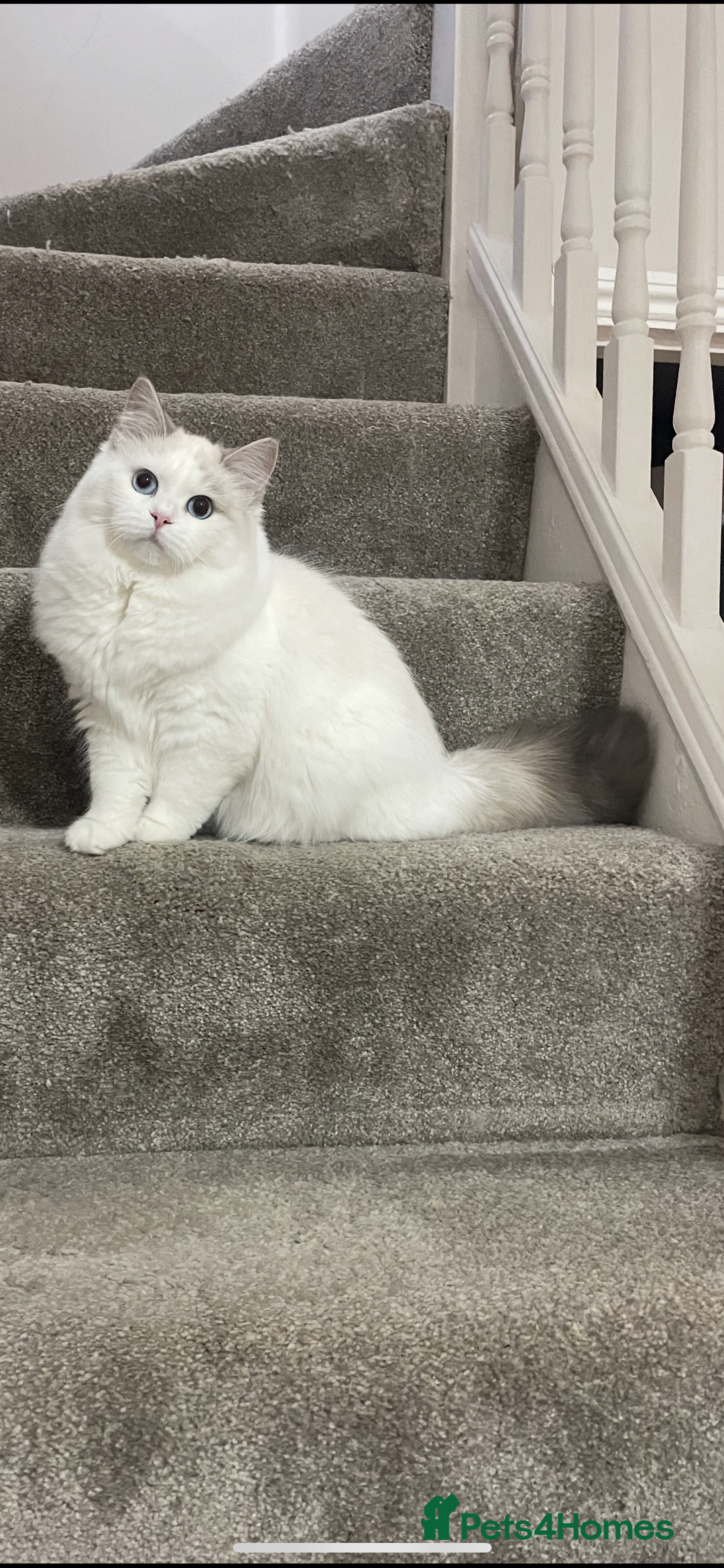 Siberian cats for sale: “Cat share” 3 GCCF Neva Masquerade Siberian cats  - Advert 4