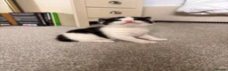 Mixed Breed cats for sale: Gorgeous black and white “Cow Cat” boy kitten🩵🐄 - Advert 6