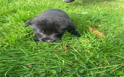 Mixed Breed dogs for sale: Shepard or puppies  - Image 7
