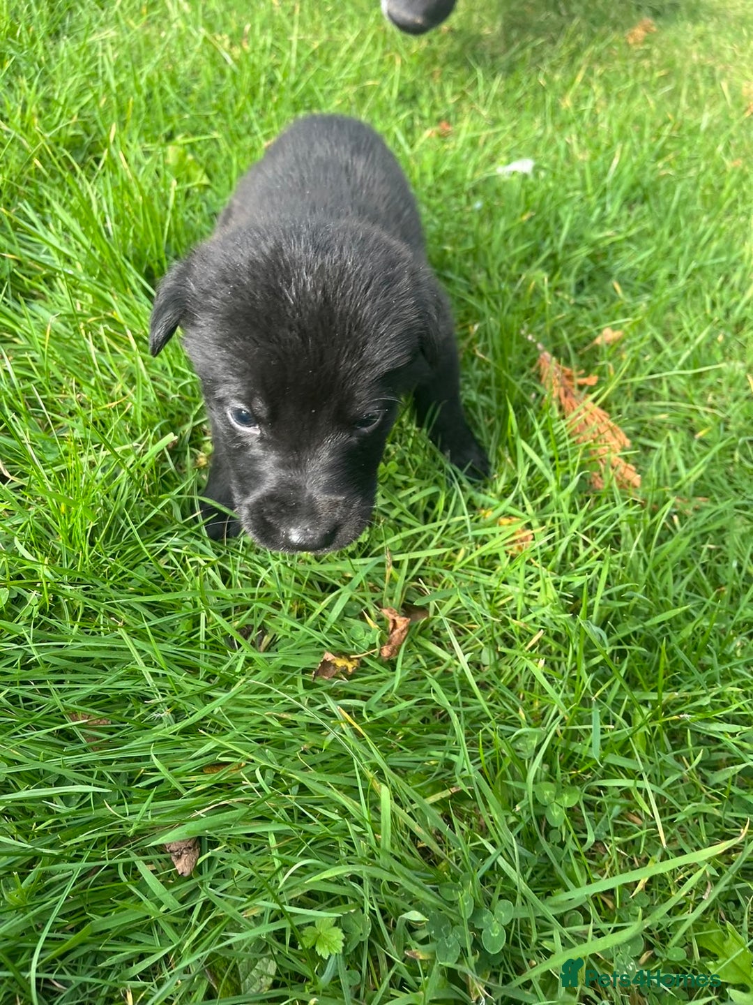 Mixed Breed dogs for sale: Shepard or puppies  - Image 7