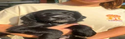 Cocker Spaniel dogs for sale: Cocker Spaniel Puppies  in Evesham - Advert 12