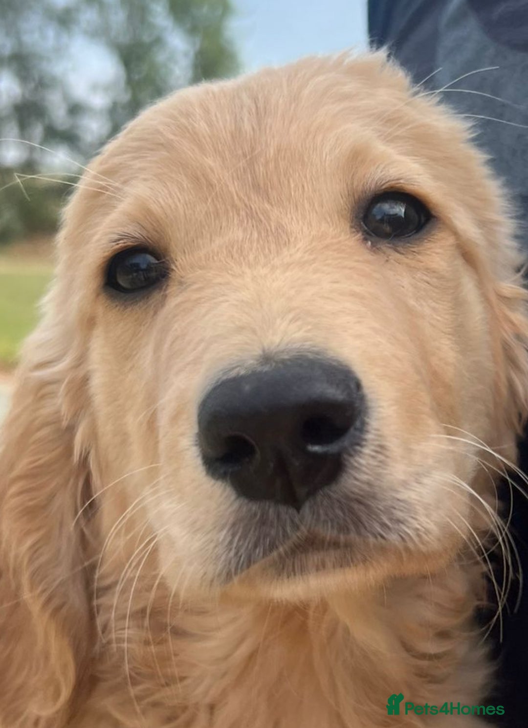 Goldendoodle dogs for sale: Healthy happy small golden retriever type puppies - Image 8