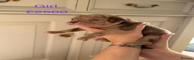 Mixed Breed Puppy 4