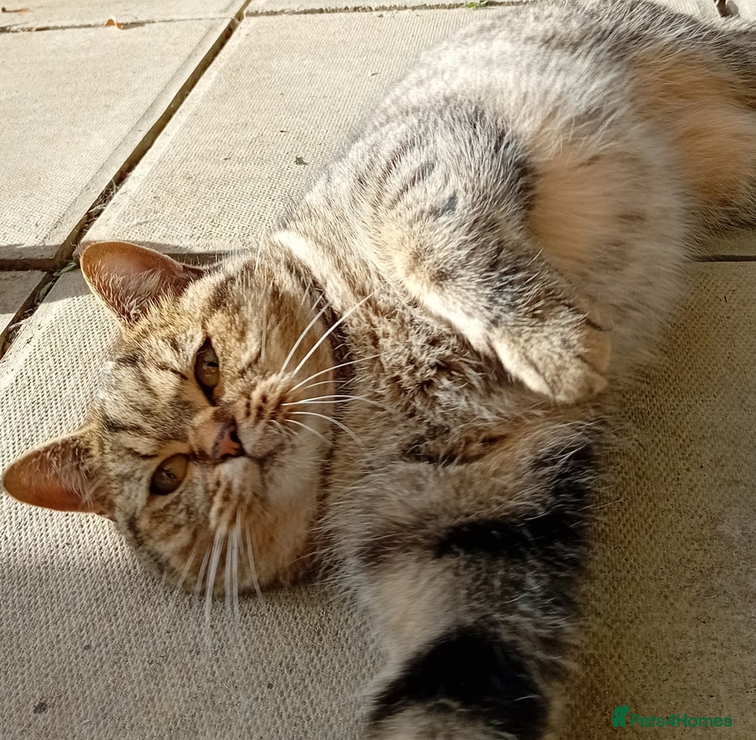 British Shorthair cats for sale: Lovely British short-hair girl  - Image 1