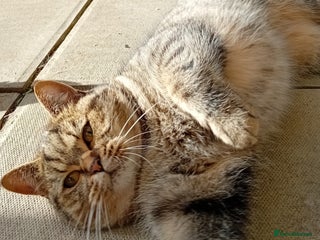 British Shorthair cats - Advert 36