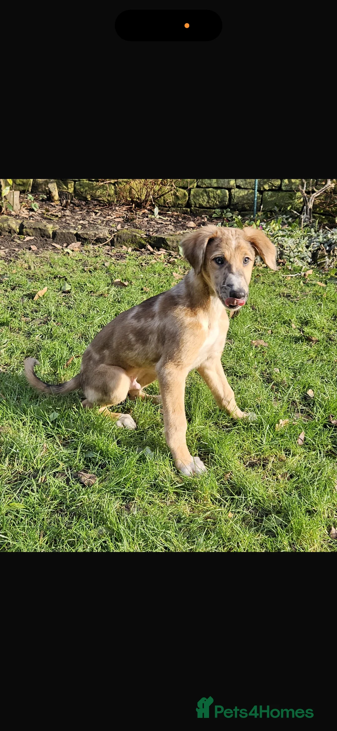 Lurcher dogs for sale: Red Merle Lurcher pup  - Advert 1