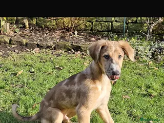 Lurcher dogs Red Merle Lurcher pup - Advert 1