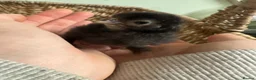 Chickens poultry for sale: *Pekin bantams chicks* hatched 3/4/26 - Advert 4