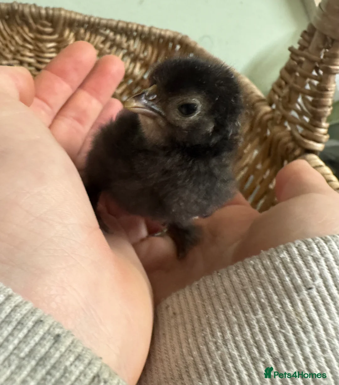 Chickens poultry for sale: *Pekin bantams chicks* hatched 3/4/26 - Advert 4