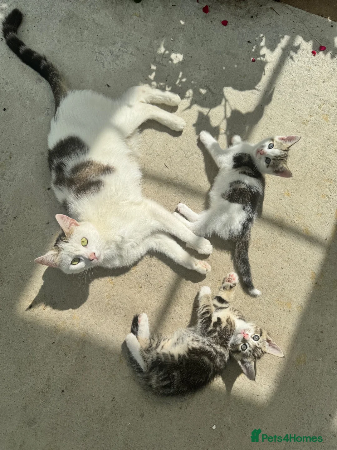 Mixed Breed cats for sale: Three adorable tabby and white kittens for sale  - Advert 2