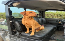 Labrador Retriever dogs for stud: KC Fox Red health tested stud  in Wimborne - Image 2