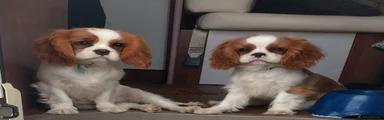 Cavalier King Charles Spaniel 1