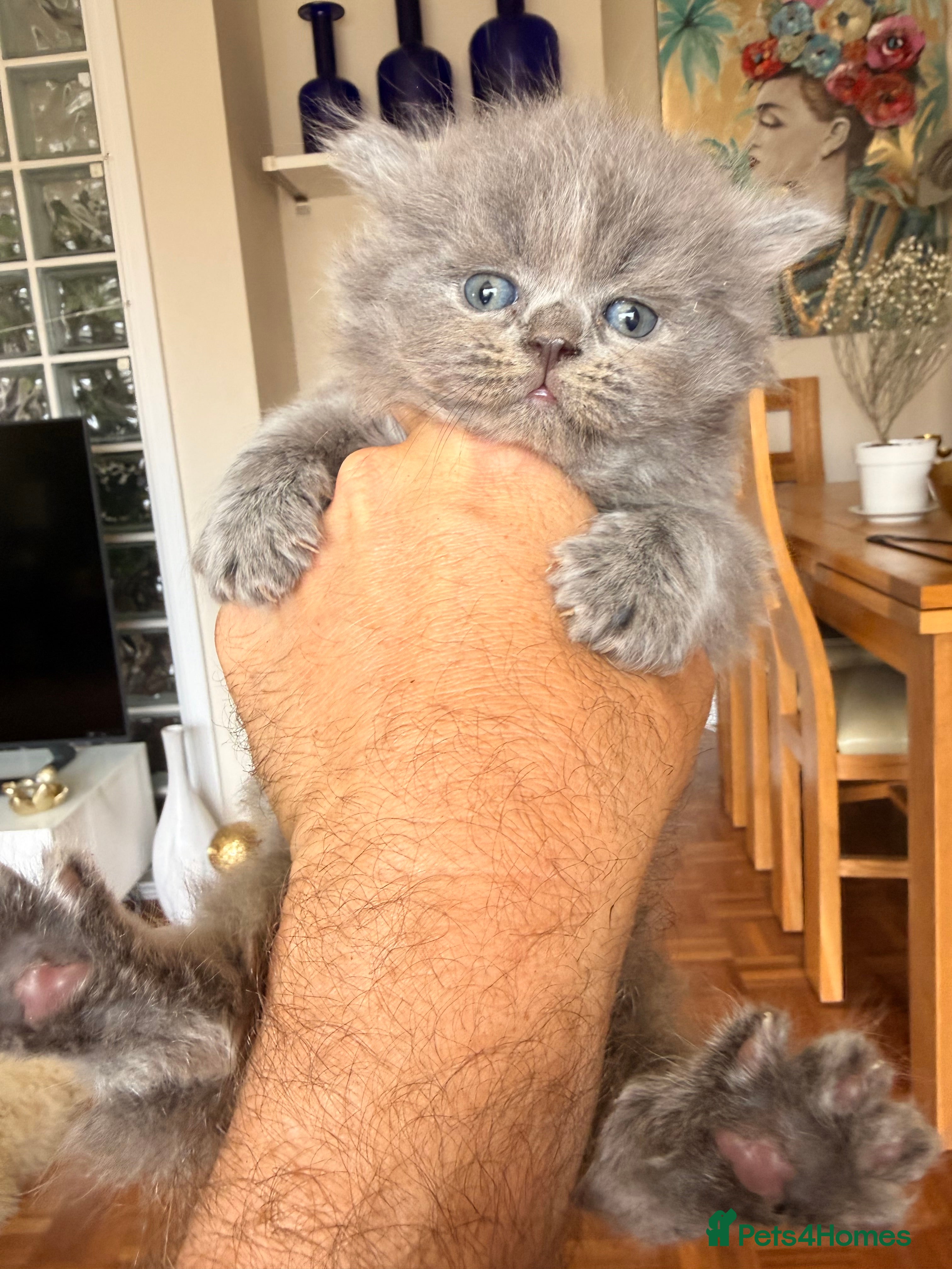 British Longhair cats for sale: Beautiful rainbow litter now available to reserve - Advert 5