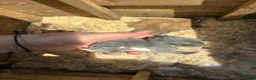 Dwarf Lop rabbits for sale: Lop and dwarf baby rabbits  - Advert 3