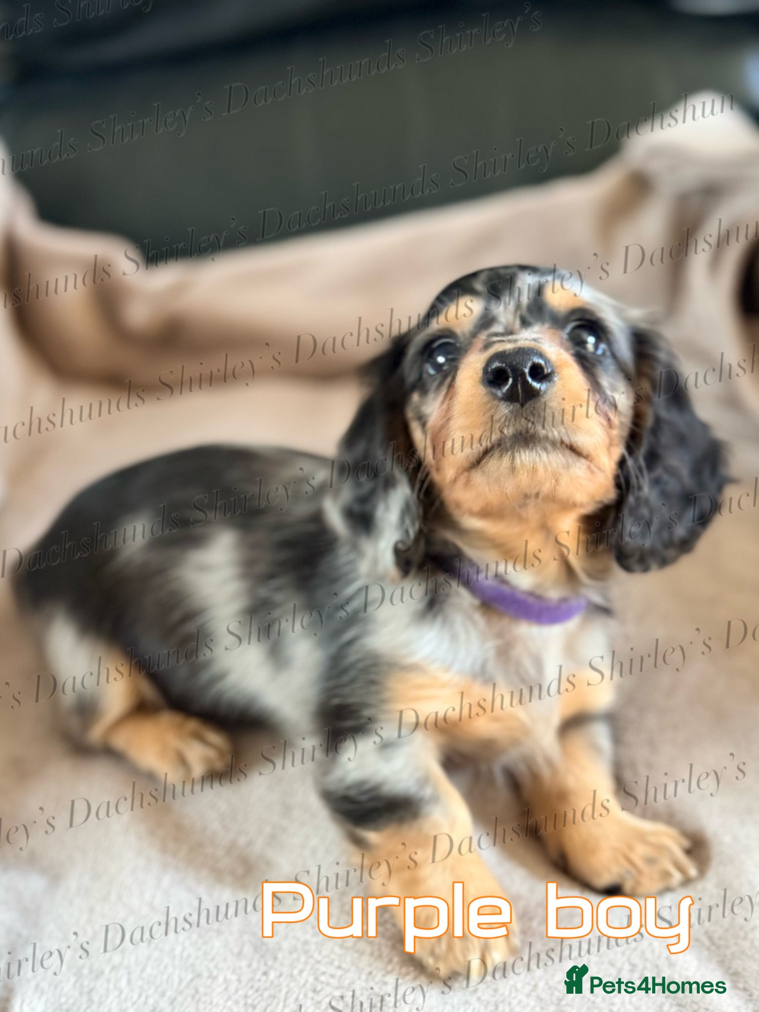 Miniature Dachshund dogs Ready to leave now. Silver Dapple Longhaired Minis - Advert 7