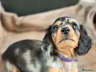 Miniature Dachshund dogs Ready to leave now. Silver Dapple Longhaired Minis - Advert 7