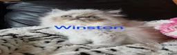 Exotic cats for sale: PEDIGREE GCCF PERSIAN EXOTIC BABIES - Advert 17