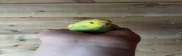 Budgerigars birds for sale: Baby budgies for sale Wigan  - Advert 3