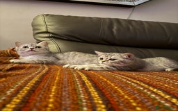 British Shorthair cats for sale: Absolutely stunning TICA registered kittens  - Image 6