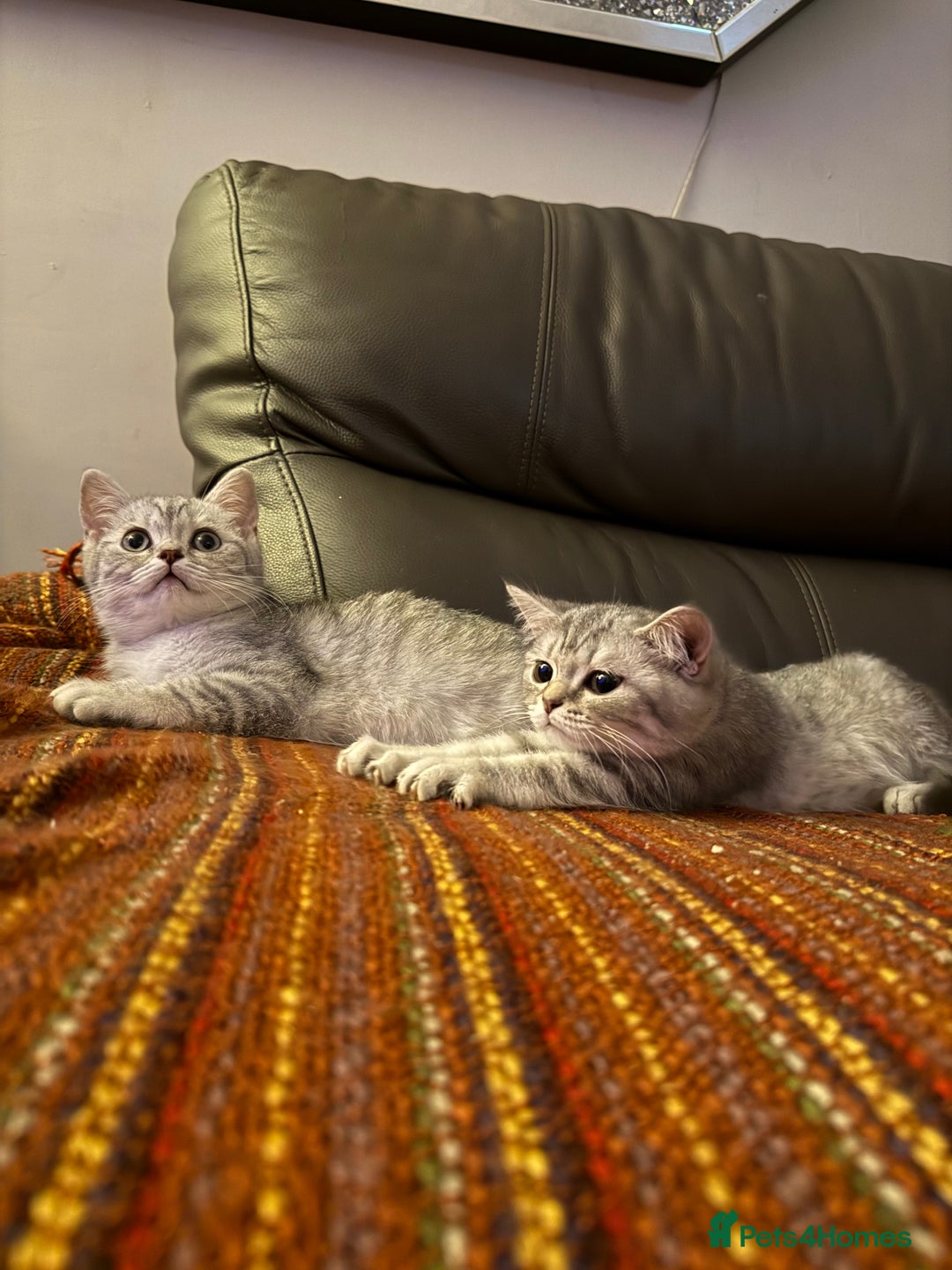 British Shorthair cats for sale: Absolutely stunning TICA registered kittens  - Image 6