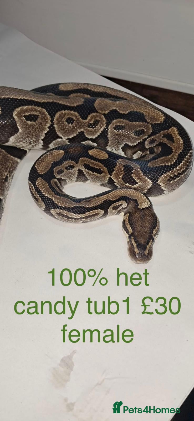 Python Snake reptiles Adult ball python's  - Advert 1
