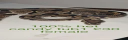 Python Snake reptiles for sale: Adult ball python's  - Advert 1