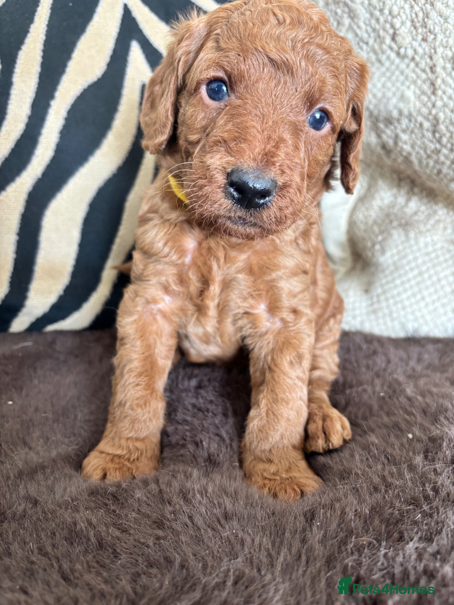 Labradoodle dogs Curly red Labradoodle F1b - Advert 1